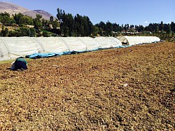 Natural drying